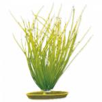 Rostlina Marina Hairgrass 20cm